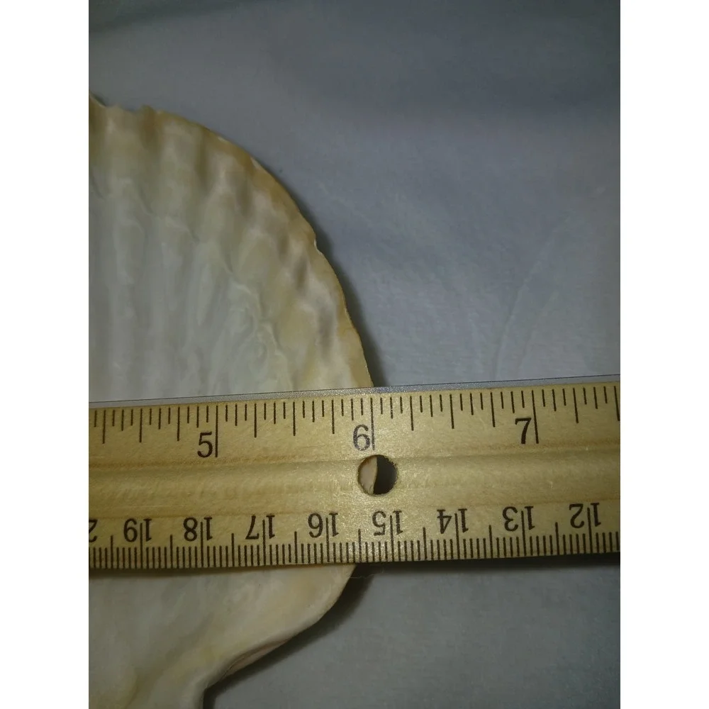 Original Jumbo XL Sea Scallop Shells Lot 2 About 6 Inches Trinkets Crafts Dish